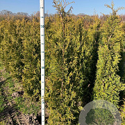 Thuja occ. 'Brabant' 175-200 cm met kluit