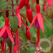 Fuchsia magellanica gracilis GM P9