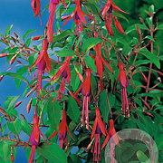 Fuchsia 'Riccartonii' GM P9