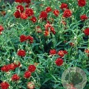 Helianthemum 'Amabile Plenum' GM P9