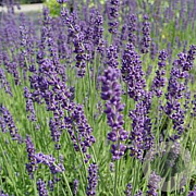 Lavandula ang. 'Dwarf Blue' GM P9
