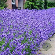 Lavandula ang. 'Silver Blue' GM P9