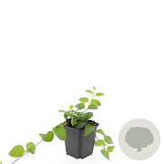 Vinca major GM P9