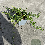 Vinca minor 'Marie' GM P9