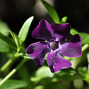 Vinca minor 'Multiplex' GM P9