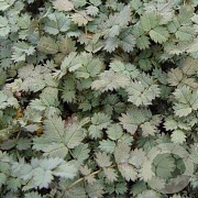 Acaena magellanica GM P9