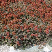 Acaena microphylla 'Kupferteppich' GM P9