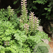 Acanthus hungaricus GM P9