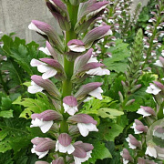 Acanthus mollis GM P9