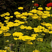 Achillea 'Coronation Gold' GM P9
