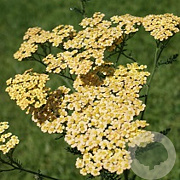 Achillea 'Hannelore Pahl' GM P9