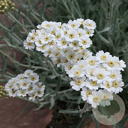Achillea kellereri GM P9
