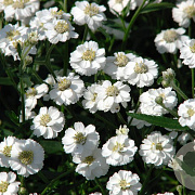 Achillea ptarmica 'The Pearl' GM P9