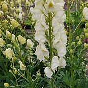 Aconitum napellus 'Album' GM P9