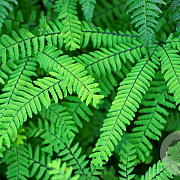 Adiantum pedatum GM P9