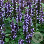 Agastache 'Astello Indigo' GM P9