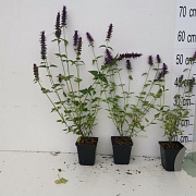 Agastache 'Black Adder' GM P9