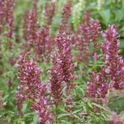 Agastache 'Linda' GM P9
