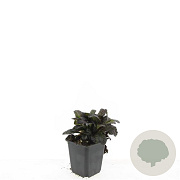 Ajuga reptans 'Atropurpurea' GM P9
