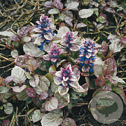 Ajuga reptans 'Burgundy Glow' GM P9