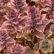 Ajuga reptans 'Burgundy Glow' GM P9
