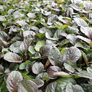 Ajuga reptans 'Catlin's Giant' GM P9