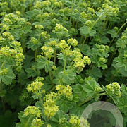 Alchemilla erythropoda GM P9