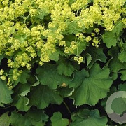 Alchemilla mollis 'Robustica' GM P9