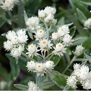 Anaphalis margaritacea 'Neuschnee' GM P9