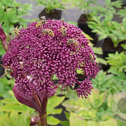 Angelica gigas GM P9