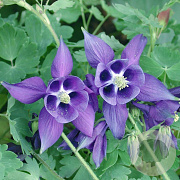 Aquilegia alpina GM P9