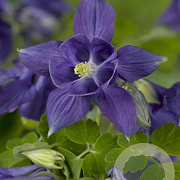 Aquilegia alpina GM P9