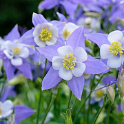 Aquilegia caerulea GM P9