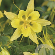 Aquilegia chrysantha 'Yellow Queen' GM P9