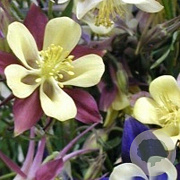 Aquilegia McKana Hybrids GM P9