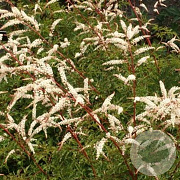 Aruncus 'Horatio' GM P9