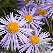 Aster alpellus 'Triumph' GM P9