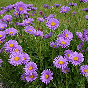 Aster alpinus GM P9