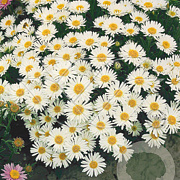 Aster alpinus 'Albus' GM P9