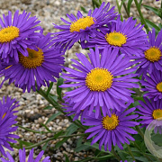Aster alpinus 'Dunkle Schöne' GM P9