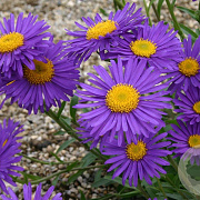 Aster alpinus 'Dunkle Schöne' GM P9