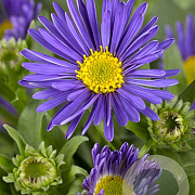 Aster alpinus 'Dunkle Schöne' GM P9
