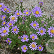 Aster amellus 'Breslau' GM P9