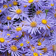 Aster amellus 'King George' GM P9