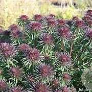 Aster 'Ann Leys' GM P9