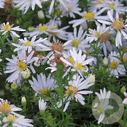 Aster (D) 'Apollo' GM P9