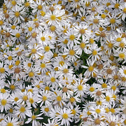 Aster (D) 'Apollo' GM P9