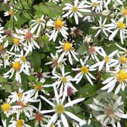 Aster divaricatus 'Eastern Star' GM P9