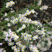 Aster ericoides 'Erlkönig' GM P9