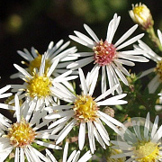 Aster ericoides 'Golden Spray' GM P9